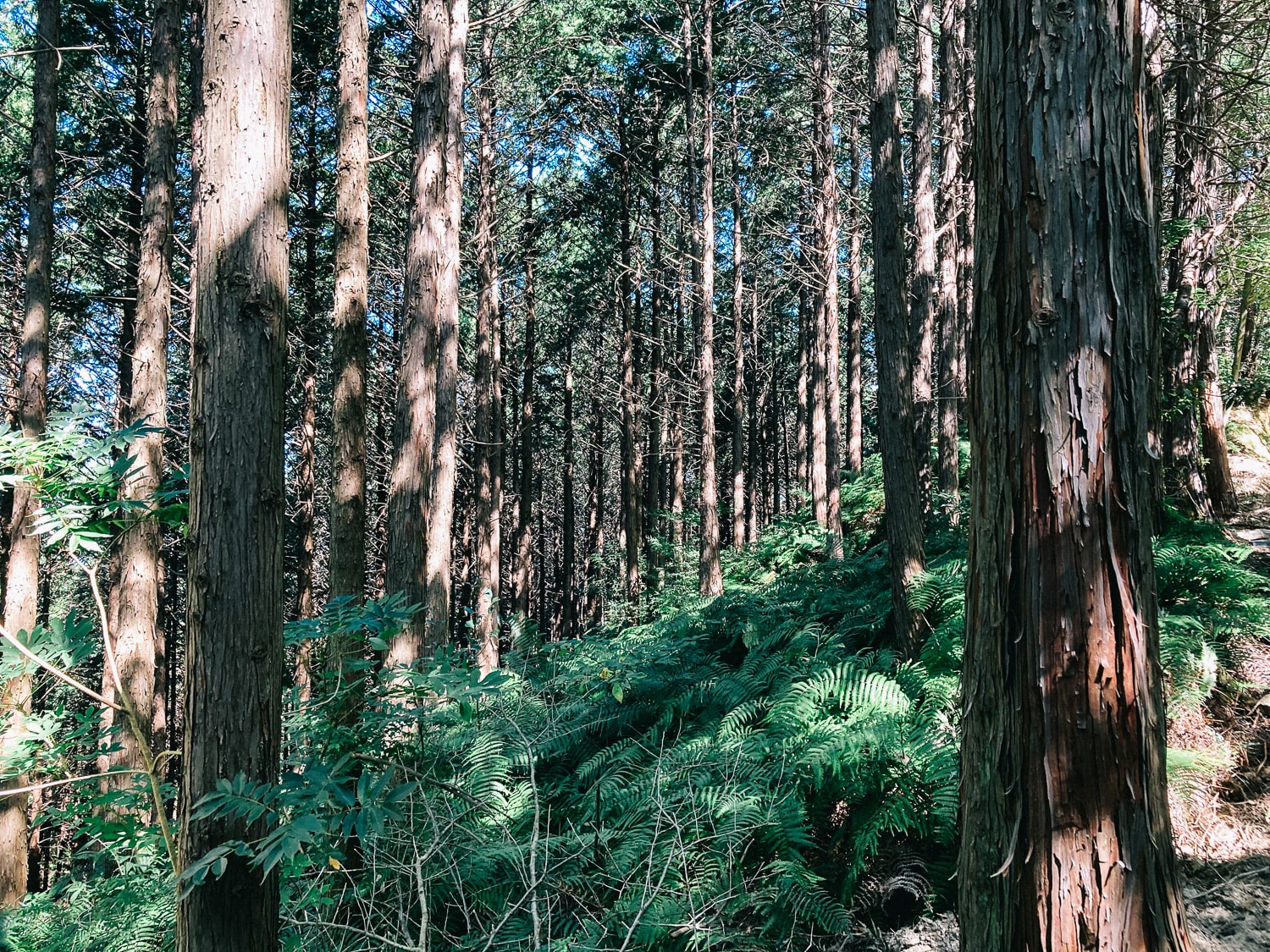 叶岳の杉林